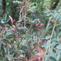 Indigofera colutea (Burm.f.) Merr.